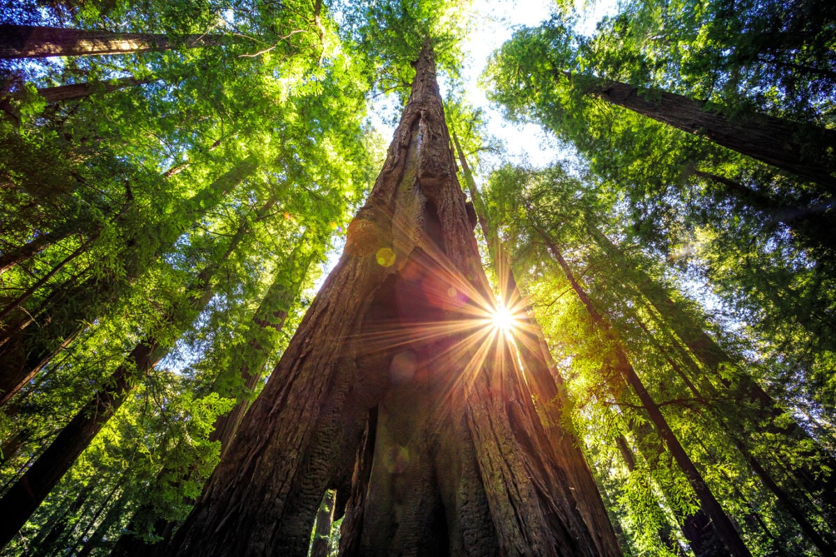 Canopy of Redwood trees in Humboldt